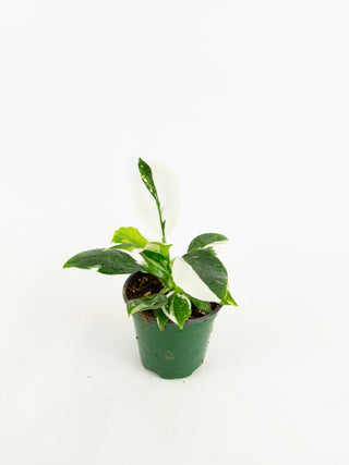 Philodendron White Wizard