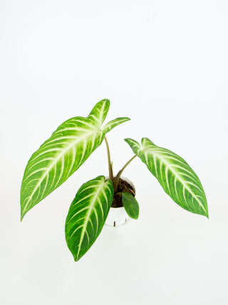 Xanthosoma lindenii