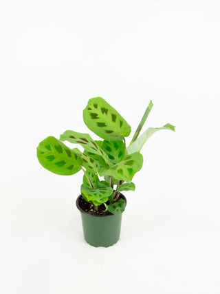 Maranta leuconeura var. kerchoveana