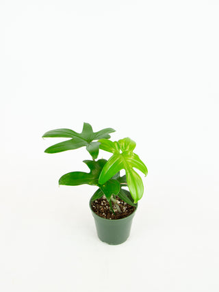 Philodendron pedatum