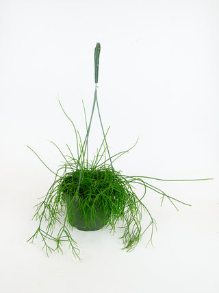 Rhipsalis baccifera