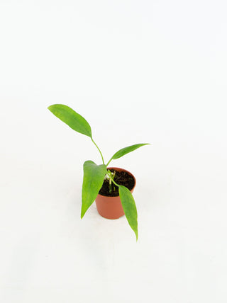 Anthurium vittarifolium
