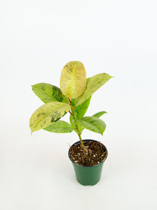 Ficus Shivereana