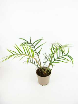 Philodendron tortum