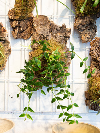 Cork Mounted Plants
