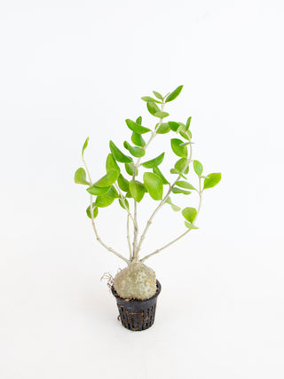 Hydnophytum formicarum