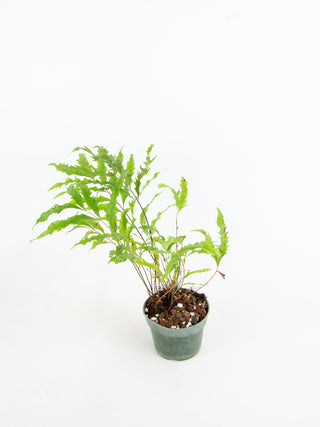 Drynaria rigidula ‘Whitei’
