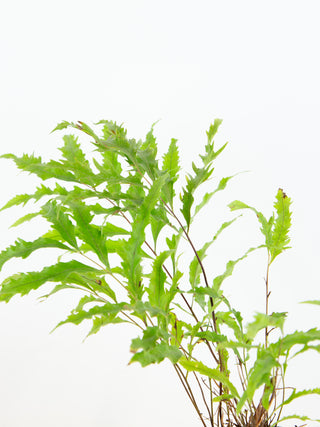 Drynaria rigidula ‘Whitei’