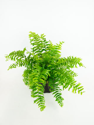 Nephrolepis falcata 'Fishtail'