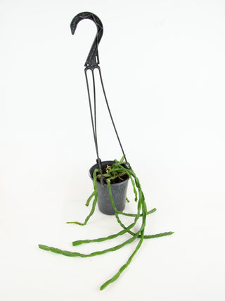 Rhipsalis paradoxa