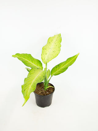 Dieffenbachia 'Camouflage'