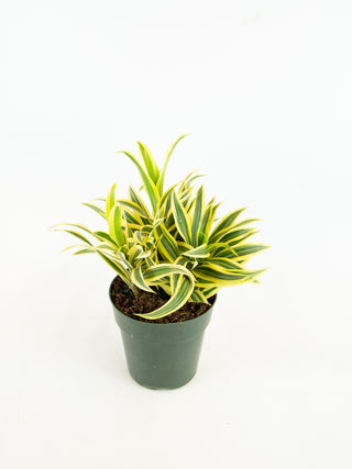 Dracaena reflexa 'Song of India'