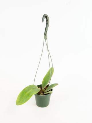 Bulbophyllum phalaenopsis