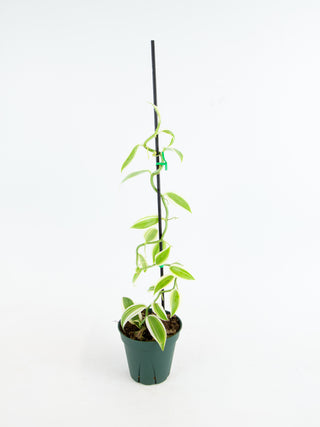 Vanilla planifolia variegata