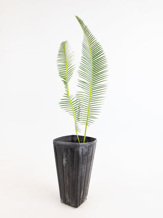 Dioon edule