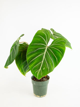 Philodendron gloriosum