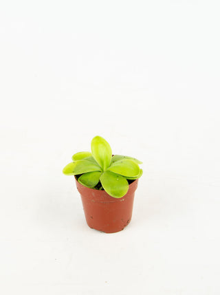 Pinguicula sp.