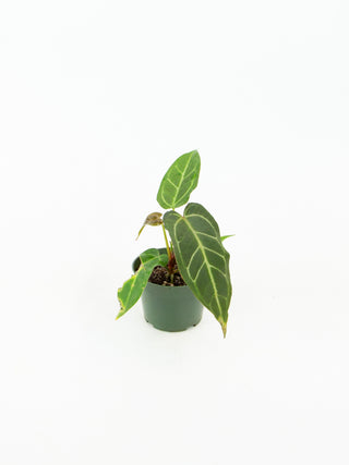Anthurium hybrids (Options)