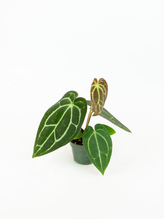 Anthurium hybrids (Options)