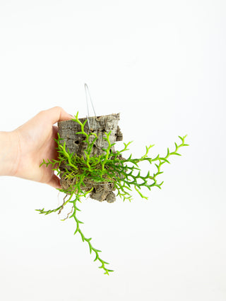 Cork Mounted Plants