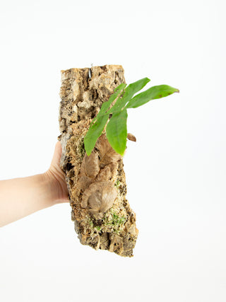 Cork Mounted Plants
