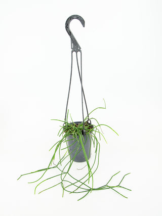 Rhipsalis teres f. heteroclada