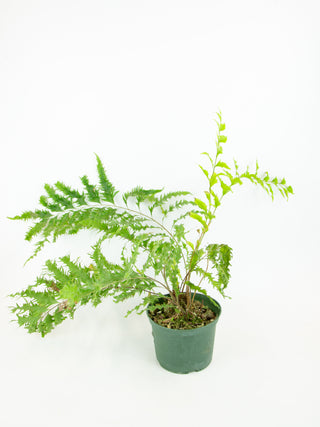 Drynaria rigidula ‘Whitei’