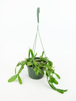 Rhipsalis elliptica