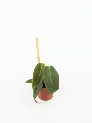 Philodendron gigas
