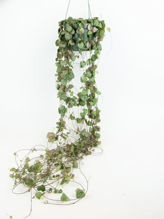 Ceropegia woodii 'String of Hearts'