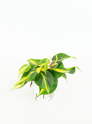 Philodendron hederaceum 'Brasil'