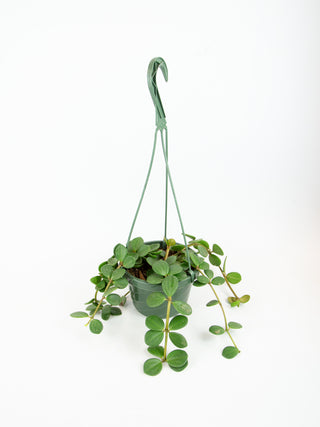 Peperomia 'Hope'