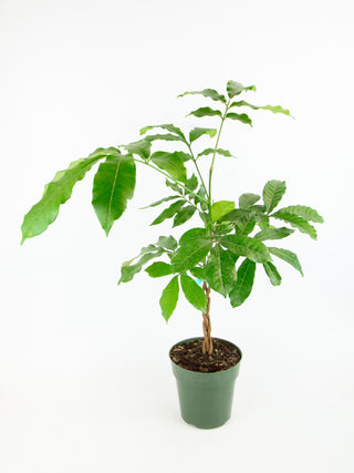 Trichilia emetica 'Natal Mahogany'