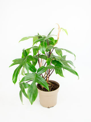 Philodendron 'Florida Green'