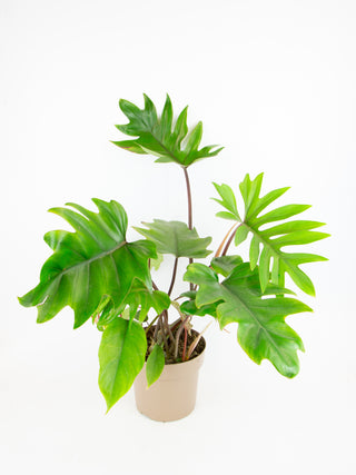 Philodendron mayoi
