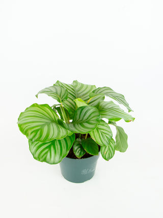 Calathea orbifolia
