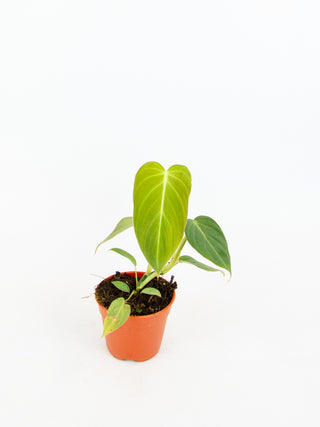 Philodendron Glorious (P. Gloriosum x P. Melanochrysum)