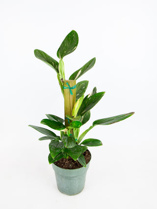 Monstera standleyana