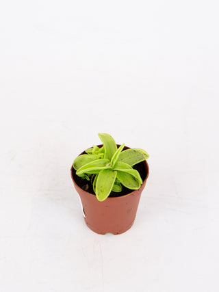 Pinguicula cv.