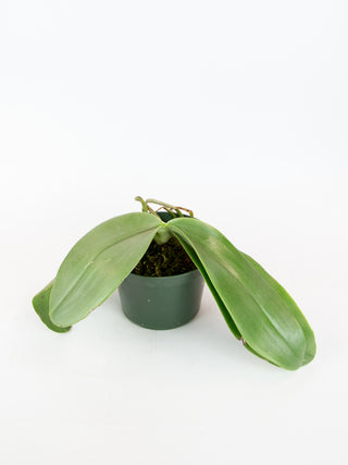 Phalaenopsis gigantea