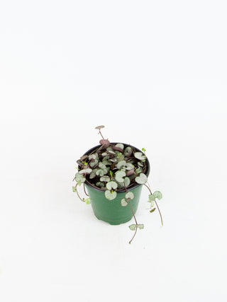 Ceropegia woodii 'Silver Glory'