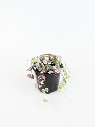 Ceropegia woodii variegata 'String of Hearts'