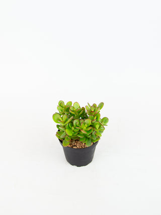 Crassula ovata