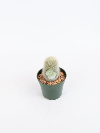Rebutia muscula