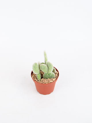 Opuntia microdasys