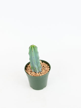 Myrtillocactus geometrizans