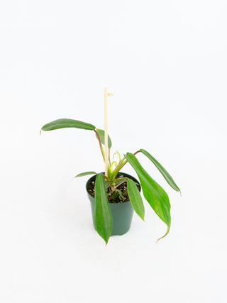 Philodendron joepii