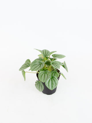 Peperomia 'Frost'