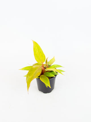 Philodendron 'Orange Marmalade'