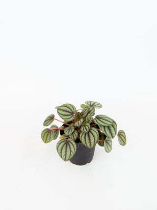 Peperomia 'Piccolo Banda'
